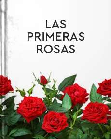Portada de Las primeras rosas, de Zahonero de Robles y Díaz, José