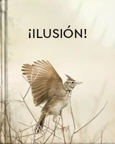 Portada de ¡Ilusión!, de Acuña, Rosario de